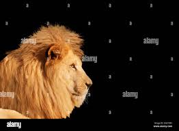 Male lion face close up portrait hi-res stock photography and images