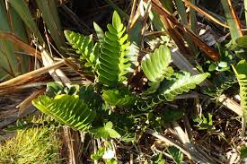 Image result for Asplenium uschiae