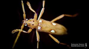 Image result for Ivory 1950 Beetle