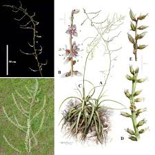 Image result for Dissotis pulchra