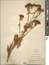 Image result for Afrosciadium