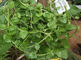 Image result for Basella