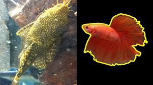 Betta fish tank betta food clonk silure aquarium big fight fish food feed fish type guppy fish power sand fish pancake. Bristlenose Pleco And Betta Fish Tank Mates Coolfish Network
