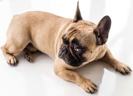 Bouledogue or bouledogue français) is a breed of domestic dog, bred to be companion dogs. French Bulldog Puppy Costs Real Breeder Examples Prices