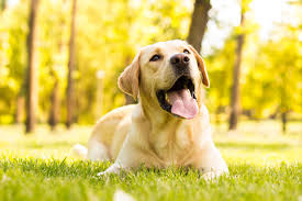 Facts About Labrador Heat Cycle You Must Know