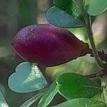 Image result for Haplocoelum