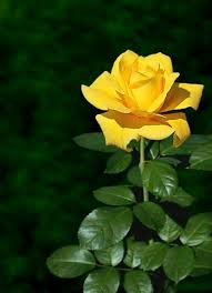 Pin De Sandy Corrigan Em 1 A File General Roseiras Rosas Amarelas Belas Rosas Vermelhas Baixar papel de parede borboleta em flores amarelas. pinterest