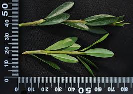 Image result for Boscia filipes