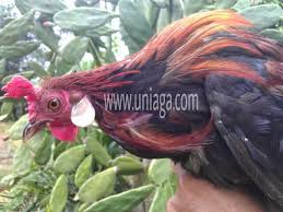 Tiada penghantaran@eksport ke sabah, sarawak dan luar negara. Perbezaan Ayam Hutan Merah Asli Dan Kacukan Uniaga Aviary