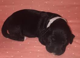 If interested in one of our tarheel labradoodles, complete the application. Labradoodle Puppy For Sale Adoption Rescue For Sale In Richlands North Carolina Classified Americanlisted Com