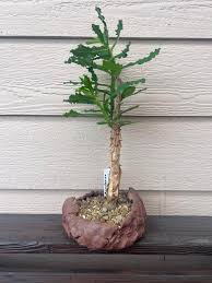 Image result for Monadenium rugosum