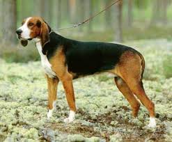 Le français tricolore est une race de chien d'origine française. Chien Francais Tricolore Alchetron The Free Social Encyclopedia