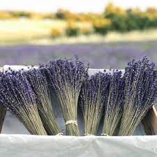 Our detailed guide includes varieties, plant care, propagation advice, common problems, faqs & photos. Dried Lavender Bunches On Sale Deep Blue Colour Save 20 Online