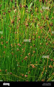 Image result for Isolepis prolifera