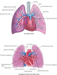 Pin By Istudentnurse On Respiratory System Nursing Home Health Nurse Medical Transcriptionist Nursing School Prerequisites