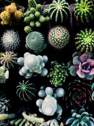Cactus Wallpaper Tumblr 1024x1365 Download Hd Wallpaper Wallpapertip Plant, windowsill, pot, succulent, cacti, aesthetic, house plants. cactus wallpaper tumblr 1024x1365