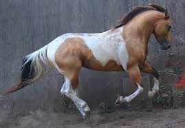 Dorsal striping alone does not mean the horse is dun. Buckskin Paint Horse Explore Tumblr Posts And Blogs Tumgir