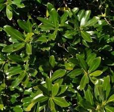 Image result for Warburgia ugandensis