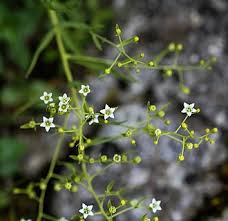 Image result for Thesium bequaertii