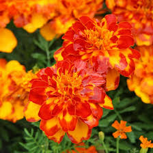 Tagetes Frohliche Sommerbluher Studentenblume Beste Blumen Blumen