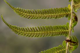 Image result for Christella gueinziana