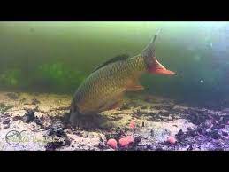 epingle par kandang sur referee wsaa carpe poisson