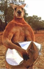 Kangaroos have been portrayed on television and in films as big, brown animals who carry their young in their pouches. Is It Okay To Feed A Kangaroo Bananas Quora