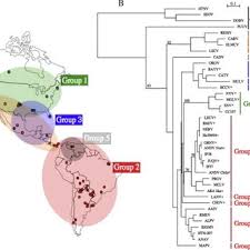 In the political map of the world, the main sites for studying and explaining are the individual states, political unions and alliances. Distribution Map Of Grouped New World Hantaviruses And Phylogenetic Download Scientific Diagram
