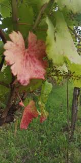 Image result for Pseudopeziza tracheiphila