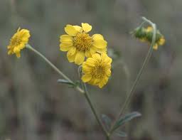 Image result for Lomariopsis hederacea