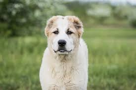 It is interesting that already in these ancient times the tails and ears of dogs were stopped. Xlnqcvww1lc9nm
