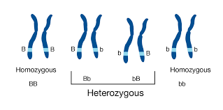 Heterozygous