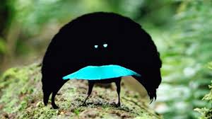 Bird Of Paradise Drawing Funny The Rarest Birds In The World Weird Birds Birds Of Paradise Bird Species