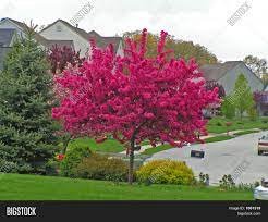 A work of floral art. Vivid Hot Pink Image Photo Free Trial Bigstock