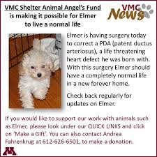 Louis park lawyers can help you with any legal issue you may be facing. University Of Minnesota Veterinary Medical Center Elmer S Mother Is A Puppy Mill Survivor When She Came To The Underdog Rescue In St Louis Park Mn She Was Pregnant Elmer Is One