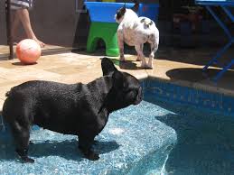 We are french bulldog breeders in los angeles, ca, but serve the entire world! Diva French Bulldog Los Angeles Ca United States References Euro Puppy