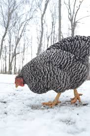 Getting an autumn or winter garage makeover might just end up being more convenient for you. Winter Chicken Care Common Questions And Answers