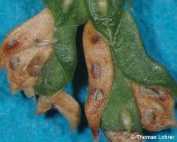 Image result for didymascella thujina