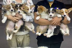 All of our corgi pups constant contact with people and other dogs throughout their lives: Home Zazu Corgi Homes
