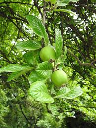 Image result for Catunaregam