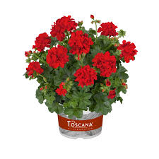 Image result for Pelargonium apetalum