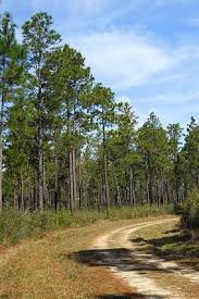 Lanterns On The Lake The Places We Call Home перевод View Of A Pine Forest In De Soto National Forest Stone County Mississippi De Soto National Forest Forest View National Forest