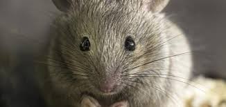 أسباب وجود الفئران في البيت موضوع