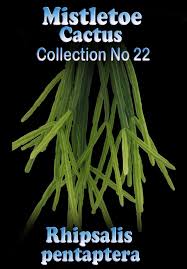 Image result for Pentas micrantha