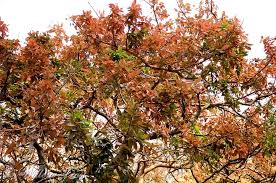 Image result for Ficus ingens