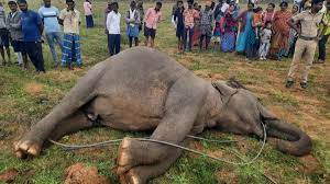 Electrocution major cause of elephant deaths in Tamil Nadu - The Hindu