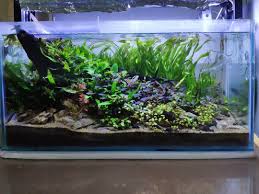 Tank 60x25x30 2bps 60watt Aquascape Aquarium Plantedaquarium Plantedtank Indoaquascape Ada Indonesia Nature Neontetra Cardinal Valisneria