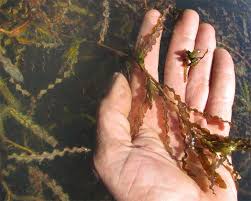 Image result for Potamogeton crispus