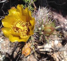 Tree cholla cactus, also known as cane cholla in big bend ranch state park, april 2018. Succulent Events With Succulent Tastes And Invitations Savor The Southwest