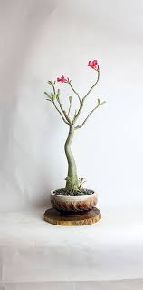 Desert Rose Bonsai Tree By Livebonsaitree By Livebonsaitree Bonsai Bitkisi Bonsai Agaclari Zen Bahceleri